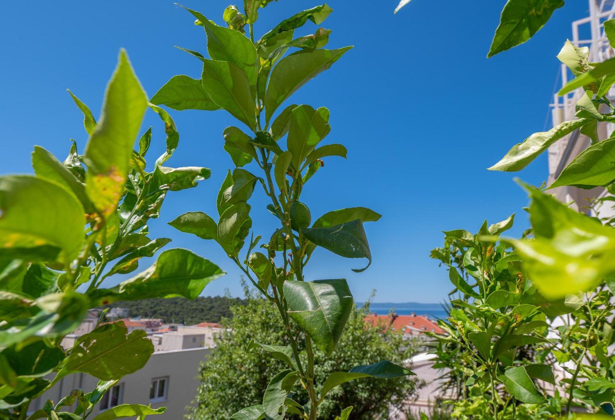 Apartmani Sani Makarska Bagian luar foto